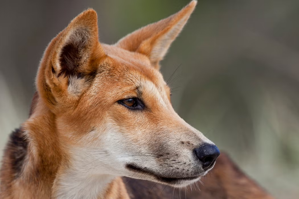 dingo_fence_1050x700
